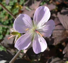 Kakost skvrnitý 'Espresso'