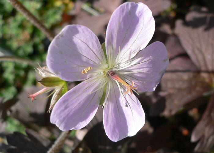 Kakost skvrnitý 'Espresso' - Geranium maculatum 'Espresso'