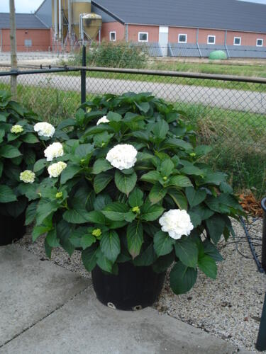 Hortenzie velkolistá 'Snowball' - Hydrangea macrophylla 'Snowball'