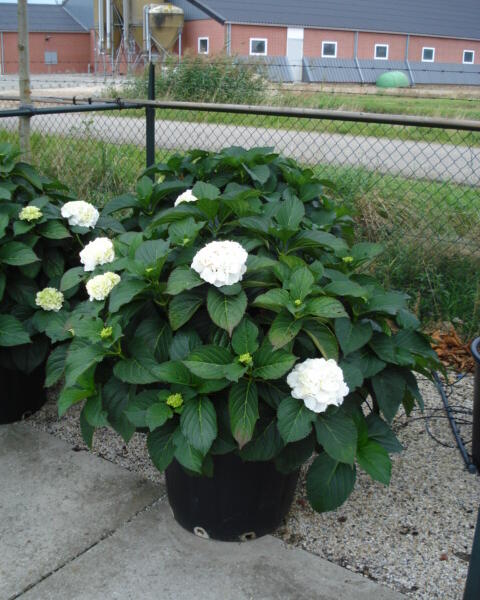 Hortenzie velkolistá 'Snowball' - Hydrangea macrophylla 'Snowball'