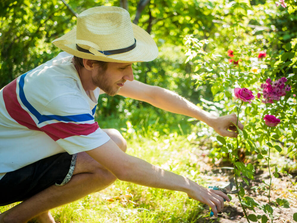 mladý muž v klouboku stříhá růži do vázy