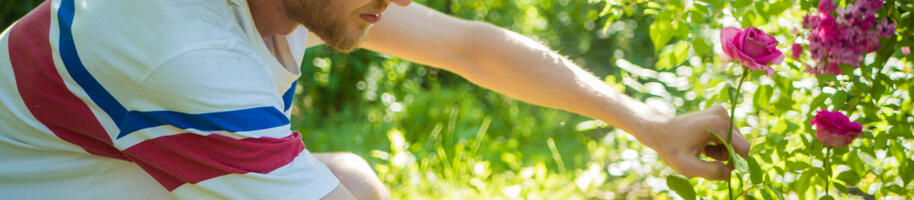 mladý muž v klouboku stříhá růži do vázy