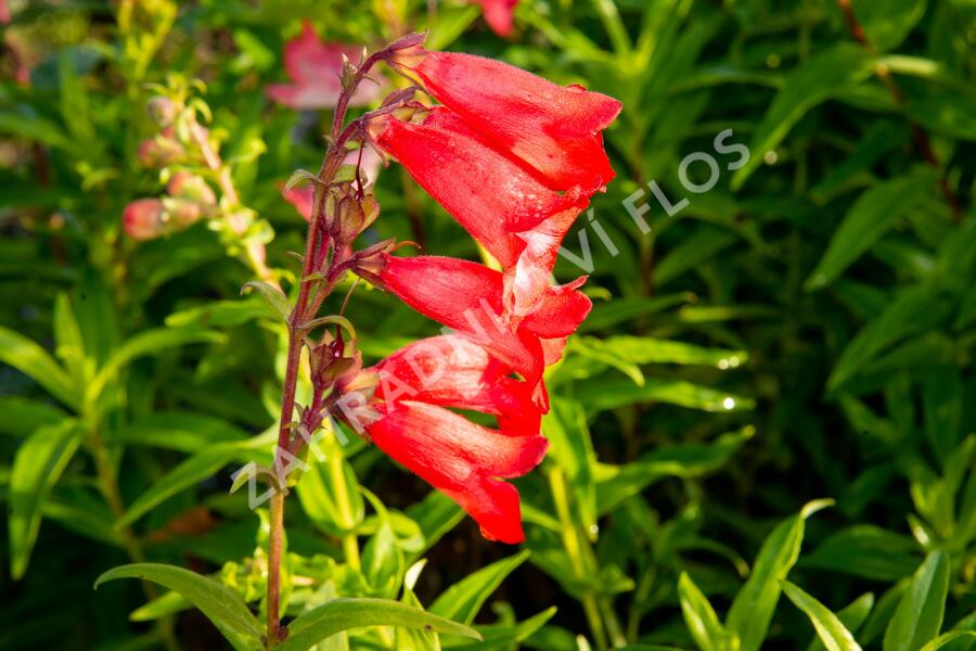 Dračík 'Arabesque Mix' - Penstemon hartwegii 'Arabesque Mix'