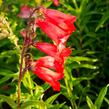 Dračík 'Arabesque Mix' - Penstemon hartwegii 'Arabesque Mix'