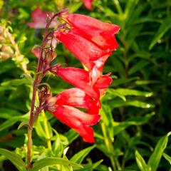 Dračík 'Arabesque Mix' - Penstemon hartwegii 'Arabesque Mix'