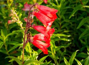 Dračík 'Arabesque Mix' - Penstemon hartwegii 'Arabesque Mix'