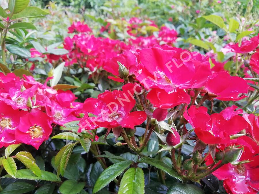 Dračík 'Arabesque Mix' - Penstemon hartwegii 'Arabesque Mix'