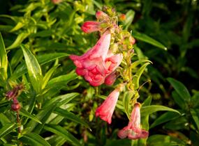 Dračík 'Arabesque Mix' - Penstemon hartwegii 'Arabesque Mix'