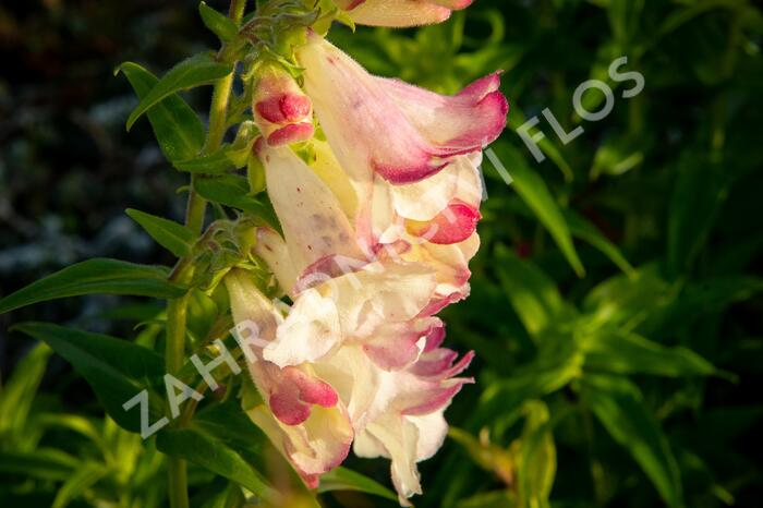 Dračík 'Arabesque Mix' - Penstemon hartwegii 'Arabesque Mix'