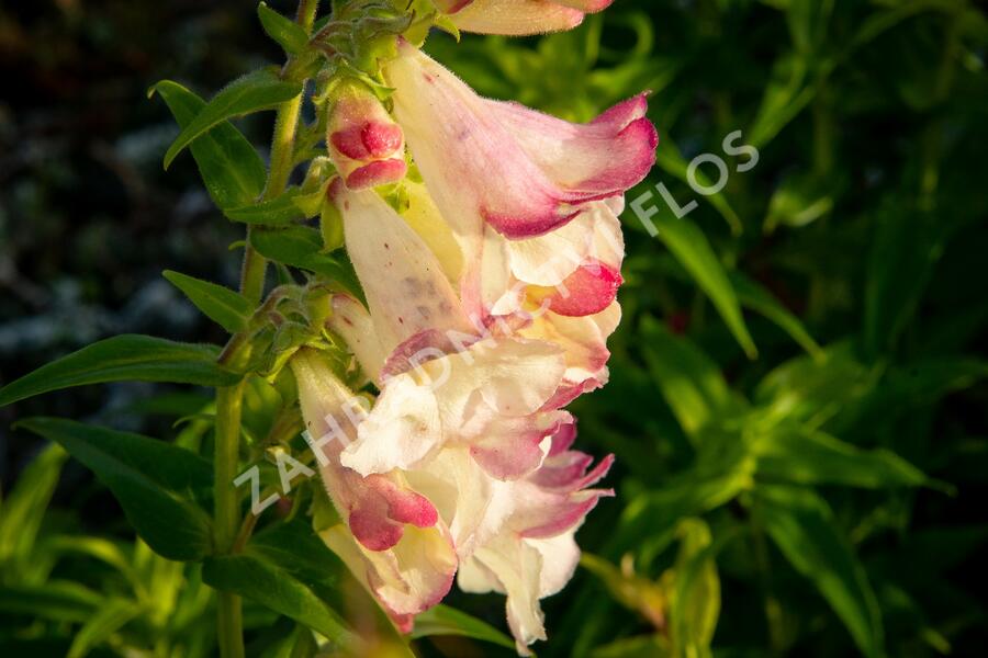 Dračík 'Arabesque Mix' - Penstemon hartwegii 'Arabesque Mix'