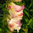 Dračík 'Arabesque Mix' - Penstemon hartwegii 'Arabesque Mix'