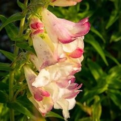 Dračík 'Arabesque Mix' - Penstemon hartwegii 'Arabesque Mix'