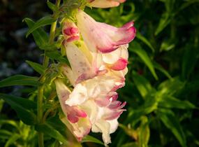 Dračík 'Arabesque Mix' - Penstemon hartwegii 'Arabesque Mix'