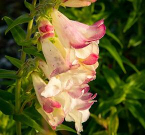 Dračík 'Arabesque Mix' - Penstemon hartwegii 'Arabesque Mix'