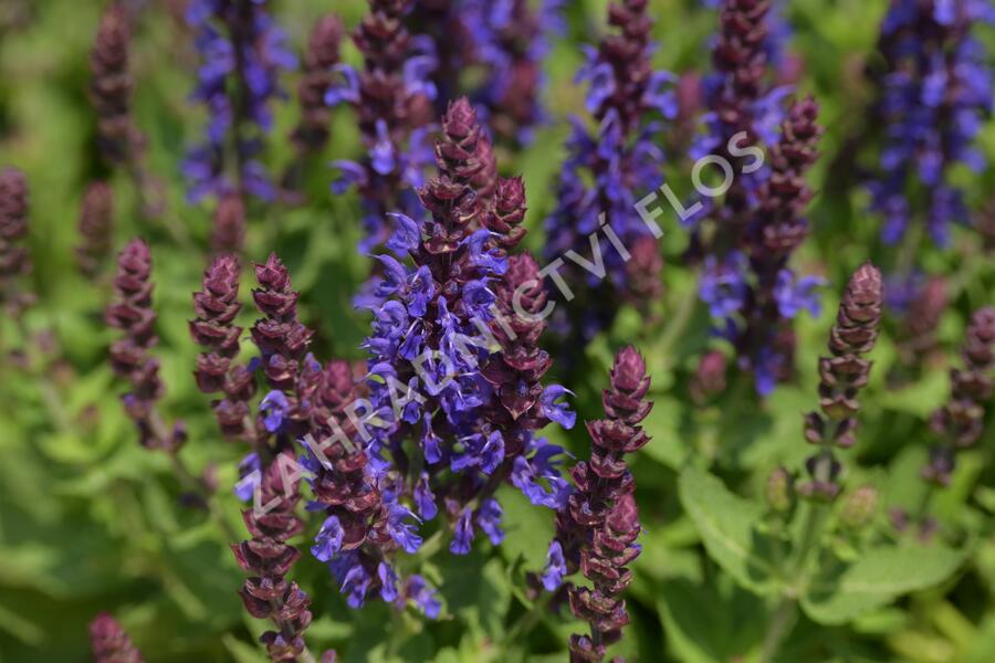 Šalvěj hajní 'Rianne' - Salvia nemorosa 'Rianne'