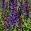 Šalvěj hajní 'Rianne' - Salvia nemorosa 'Rianne'