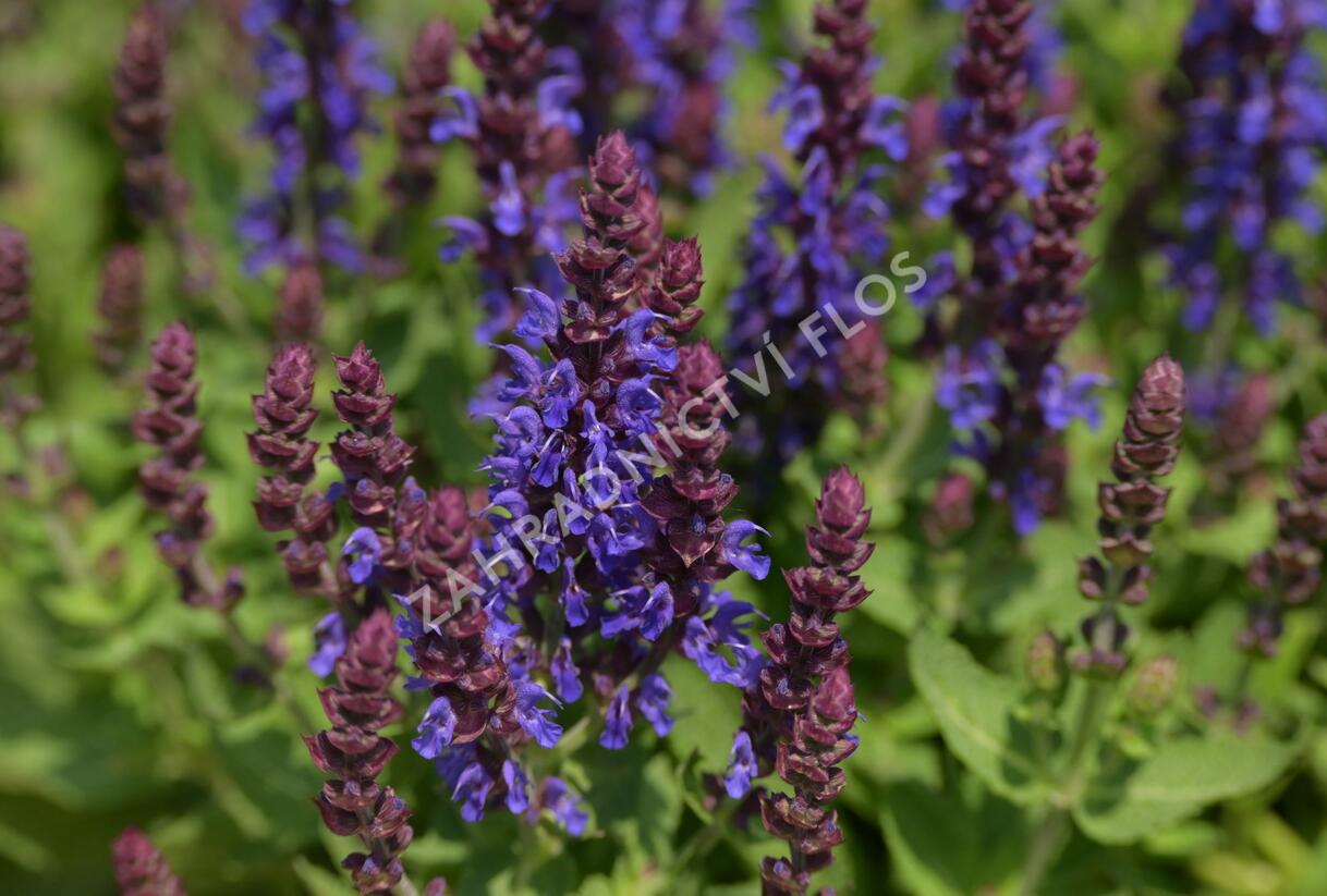 Šalvěj hajní 'Rianne' - Salvia nemorosa 'Rianne'