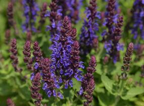 Šalvěj hajní 'Rianne' - Salvia nemorosa 'Rianne'