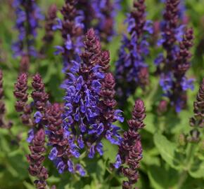 Šalvěj hajní 'Rianne' - Salvia nemorosa 'Rianne'