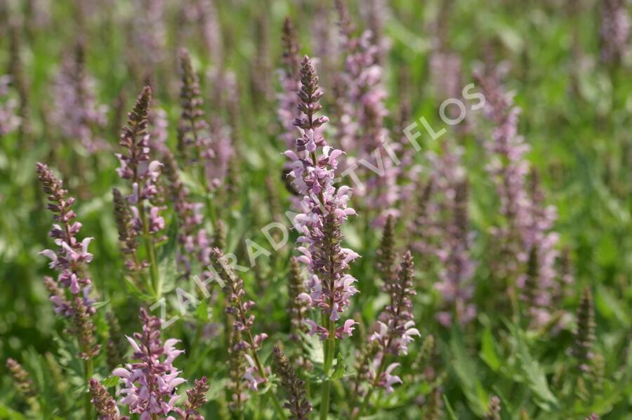 Šalvěj 'Feathers Flamingo' - Salvia 'Feathers Flamingo'