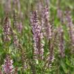 Šalvěj 'Feathers Flamingo' - Salvia 'Feathers Flamingo'