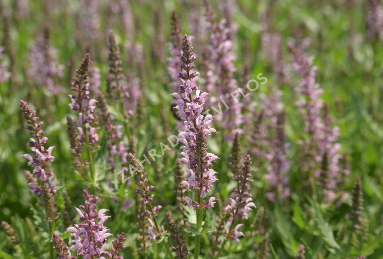 Šalvěj hajní 'Feathers Flamingo' - Salvia nemorosa 'Feathers Flamingo'