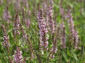 Šalvěj hajní 'Feathers Flamingo' - Salvia nemorosa 'Feathers Flamingo'