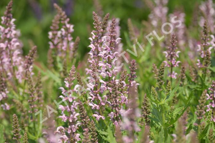Šalvěj 'Feathers Flamingo' - Salvia 'Feathers Flamingo'