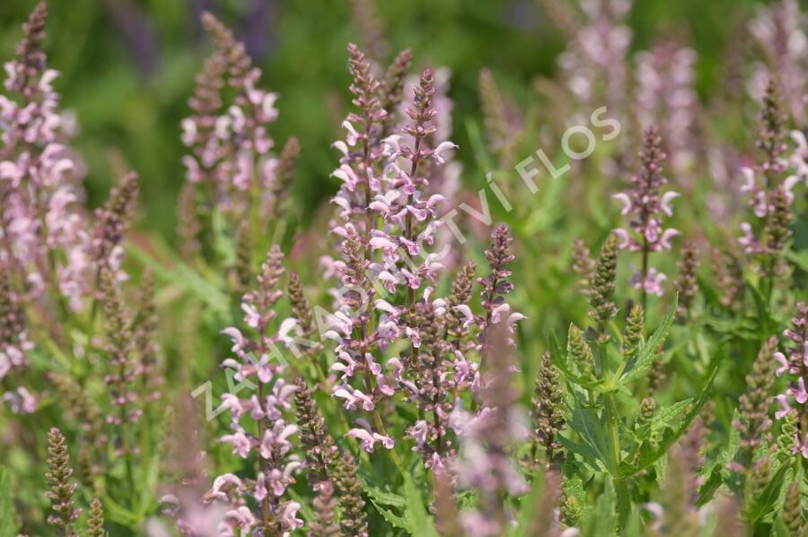 Šalvěj 'Feathers Flamingo' - Salvia 'Feathers Flamingo'