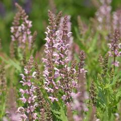 Šalvěj 'Feathers Flamingo' - Salvia 'Feathers Flamingo'