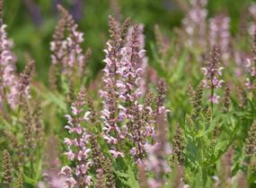 Šalvěj hajní 'Feathers Flamingo' - Salvia nemorosa 'Feathers Flamingo'