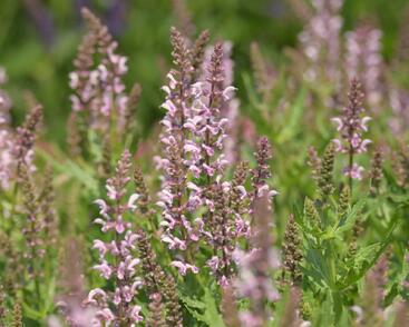 Šalvěj hajní 'Feathers Flamingo'