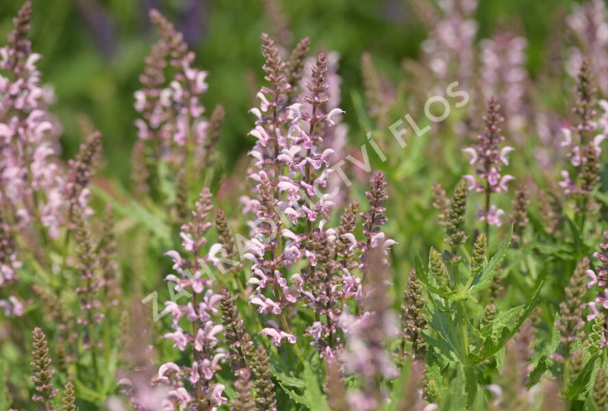 Šalvěj hajní 'Feathers Flamingo' - Salvia nemorosa 'Feathers Flamingo'