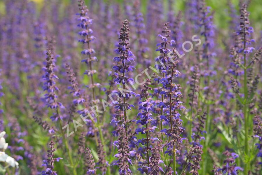 Šalvěj 'Feathers Peacock' - Salvia 'Feathers Peacock'