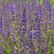 Šalvěj 'Feathers Peacock' - Salvia 'Feathers Peacock'