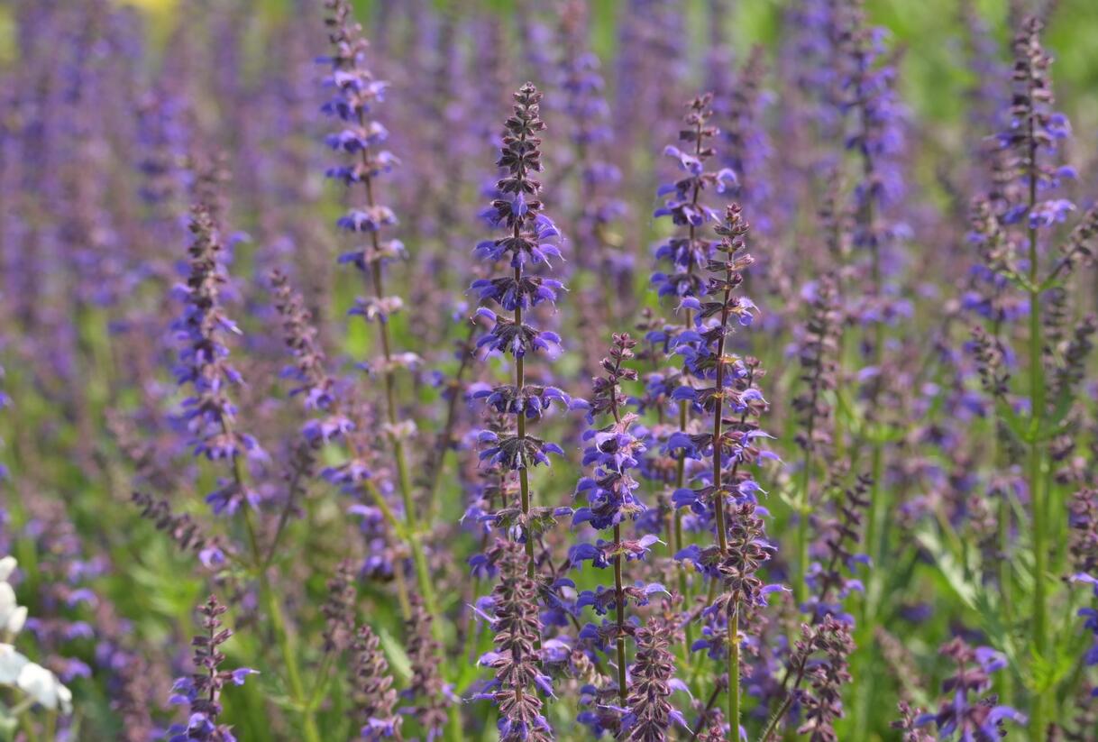 Šalvěj hajní 'Feathers Peacock' - Salvia nemorosa 'Feathers Peacock'