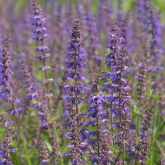 Šalvěj 'Feathers Peacock' - Salvia 'Feathers Peacock'