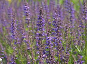 Šalvěj hajní 'Feathers Peacock' - Salvia nemorosa 'Feathers Peacock'