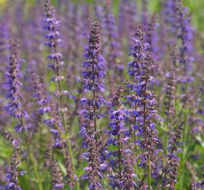 Šalvěj 'Feathers Peacock' - Salvia 'Feathers Peacock'