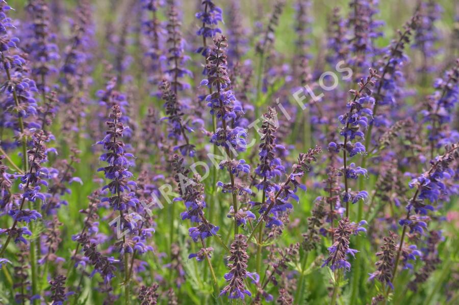Šalvěj 'Feathers Peacock' - Salvia 'Feathers Peacock'