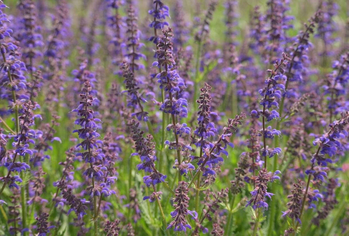 Šalvěj hajní 'Feathers Peacock' - Salvia nemorosa 'Feathers Peacock'