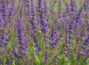 Šalvěj hajní 'Feathers Peacock' - Salvia nemorosa 'Feathers Peacock'