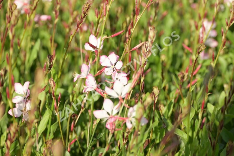 Svíčkovec 'Rosy Jane' - Gaura lindheimeri 'Rosy Jane'