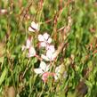 Svíčkovec 'Rosy Jane' - Gaura lindheimeri 'Rosy Jane'