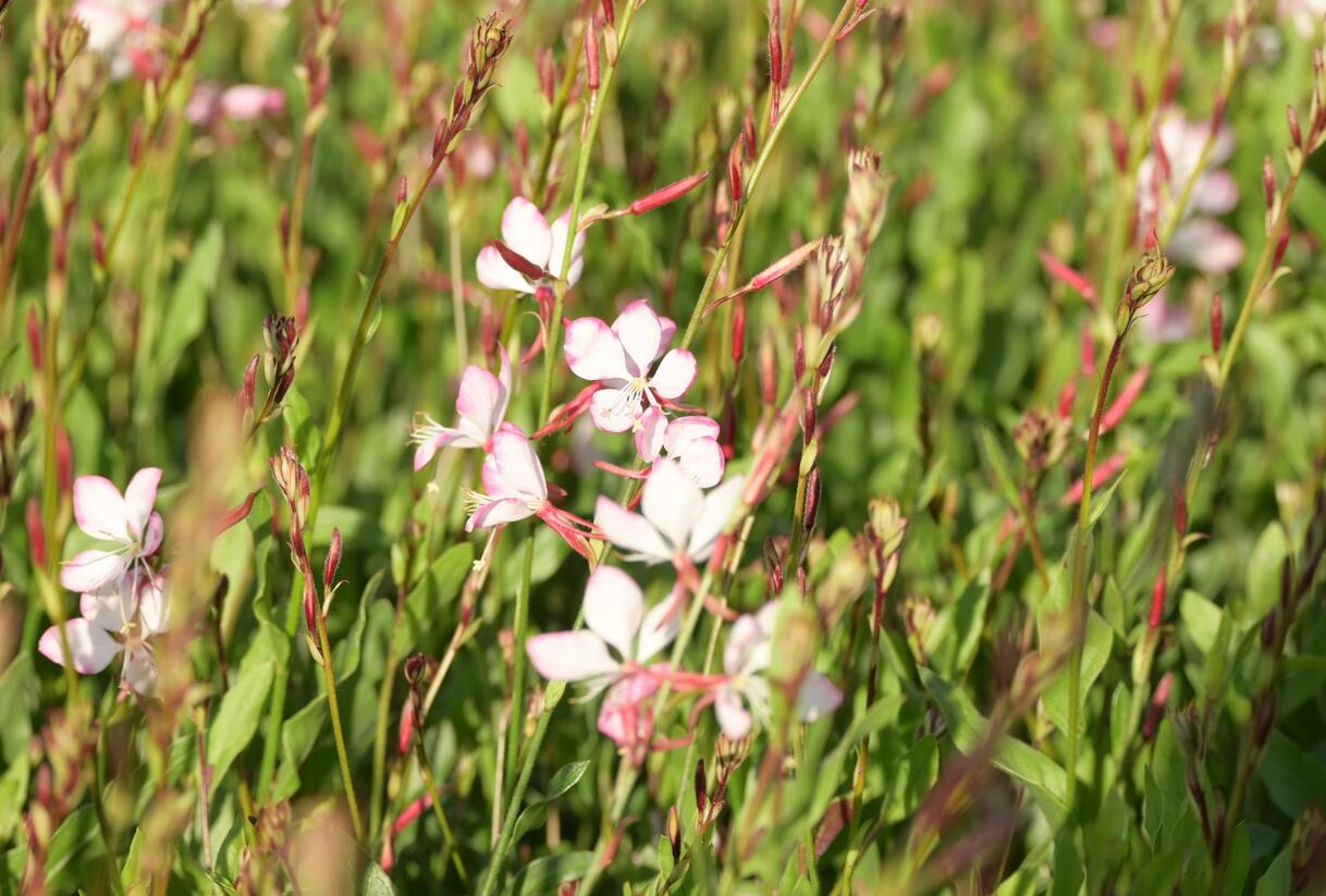 Svíčkovec 'Rosy Jane' - Gaura lindheimeri 'Rosy Jane'