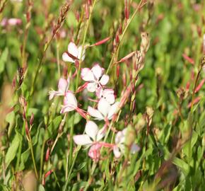 Svíčkovec 'Rosy Jane' - Gaura lindheimeri 'Rosy Jane'