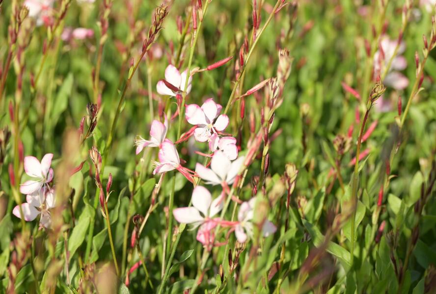 Svíčkovec 'Rosy Jane' - Gaura lindheimeri 'Rosy Jane'