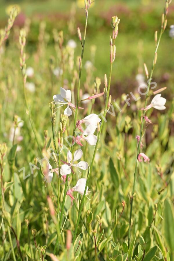 Svíčkovec 'Corrie's Gold' - Gaura lindheimeri 'Corrie's Gold'