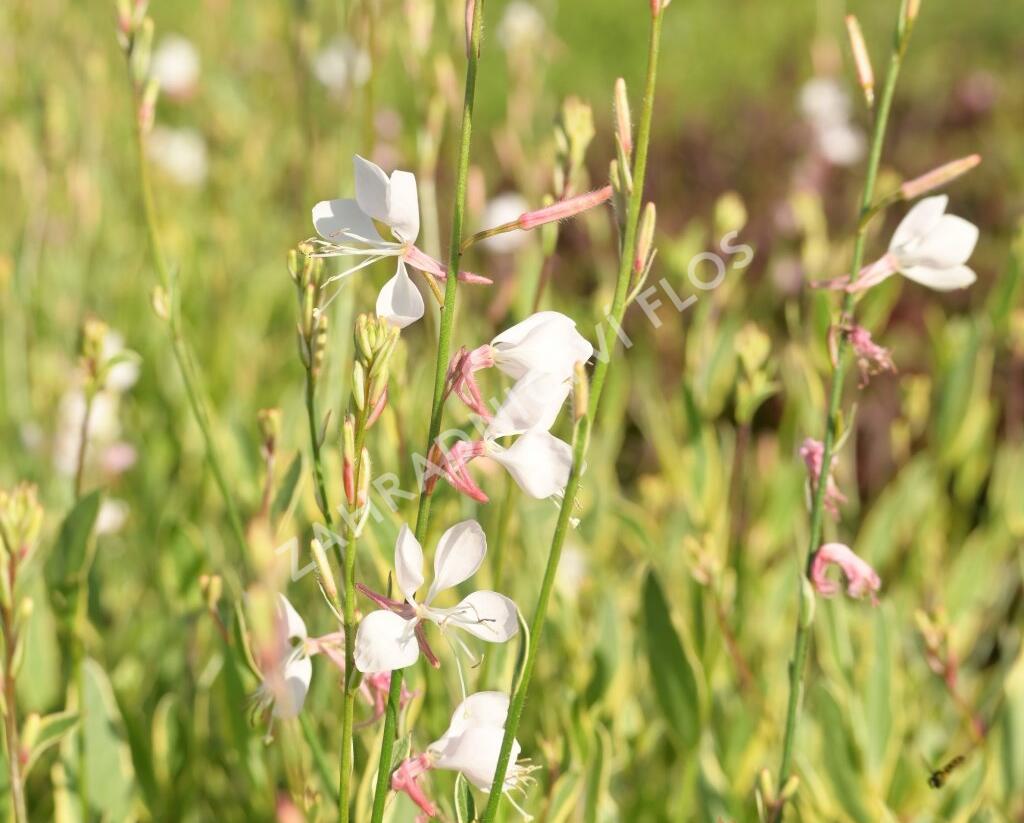 Svíčkovec 'Corrie's Gold' - Gaura lindheimeri 'Corrie's Gold'