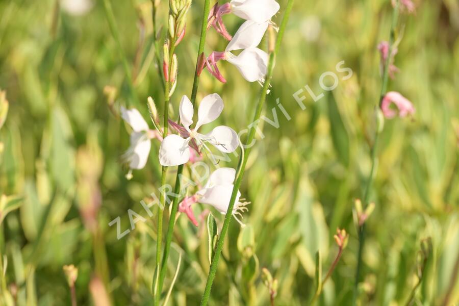 Svíčkovec 'Corrie's Gold' - Gaura lindheimeri 'Corrie's Gold'
